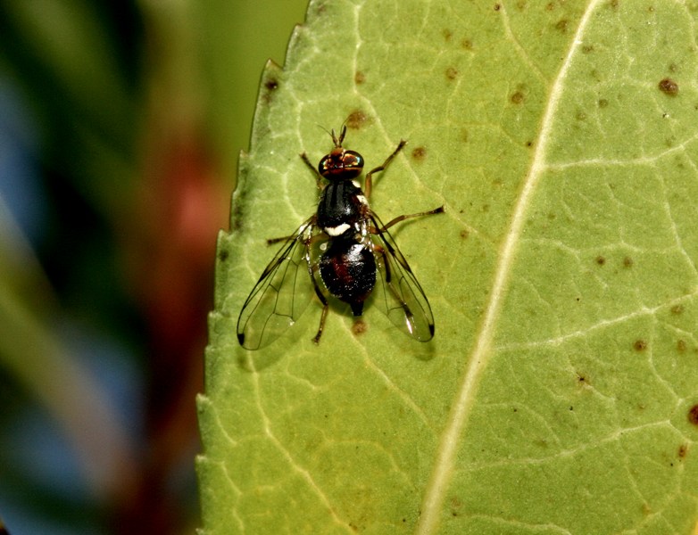 Scovata la mosca olearia: Bactrocera oleae M/F (Tephritidae)